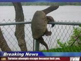 geflohene Schildkr&ouml;te