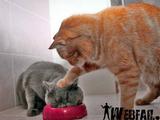 gemeine Katze