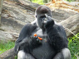 Gorilla will nicht gest&ouml;rt werden
