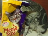 Katze im Sack