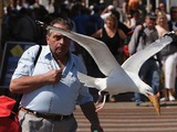 Vogel klaut Eis