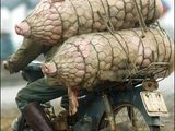 Schwein gehabt