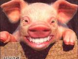 Lachschwein