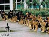 Mutige Katze