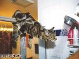 Duschende Katze