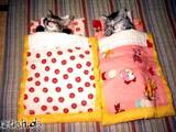 Katzenbabys