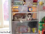 Hund im K&uuml;hlschrank