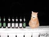 Bier-Katze