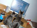 Computerkatzen