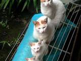 Orgelpfeifen-Katzen