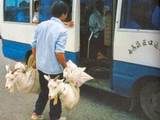 Tiertransport