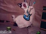 Rockende Katze