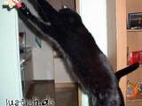 Action-Katze