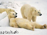 Fauler Eisb&auml;r