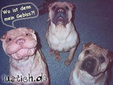H&auml;sslicher Hund