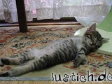 Todm&uuml;de
