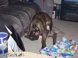 Dummer Hund