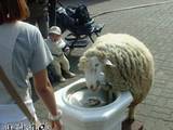 Durstiges Schaf