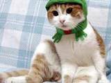 Froschkatze