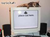 Place cat here