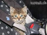 Angeschnallte Katze