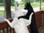 Hunde-Freunde