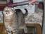 Weggesaugt