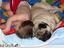 Baby und Hund