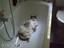 Badende Katze