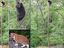 Angstb&auml;r