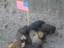 Amerikanischer Hundehaufen