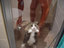 Katze in der Dusche