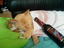 Kummerkatze
