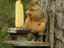 Eichh&ouml;rnchen macht Picknick