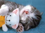 Schlafende Katze