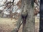 Anders gewachsener Baum