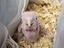 Papagei-Baby