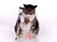 Kr&uuml;ppelkatze