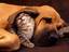 Hundedecke