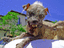Albtraum Hund