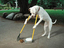 Fegender Hund