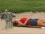 Gemeiner Hund