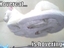 Katze von unten
