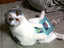 Spielkatze