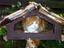 Hungrige Katze