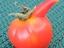 Witzige tomate