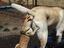 Suchender Hund