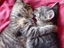 Katzen knutschen