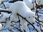 Eisb&auml;r auf dem Baum