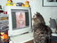 Katze guckt Porno